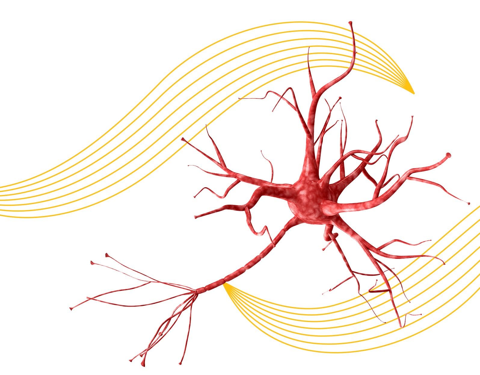 Nervous System